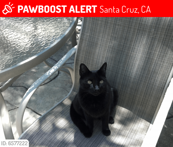 Lost Male Cat in Santa Cruz, CA 95060 Named Pepper (ID 6577222) PawBoost