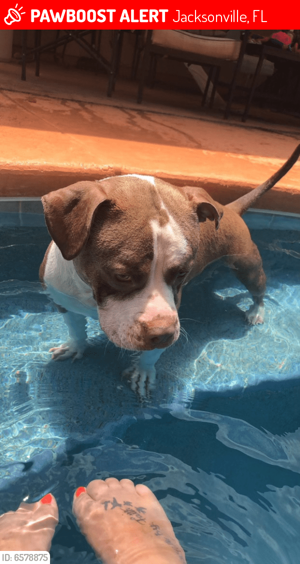 Lost Male Dog in Jacksonville, FL 32244 Named Tipper (ID 6578875