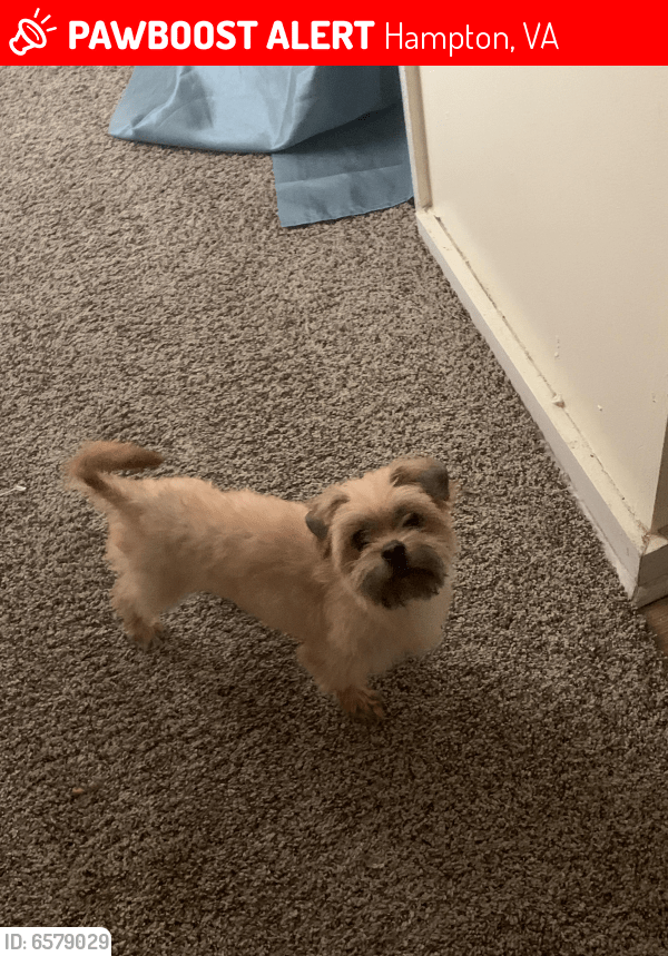 Lost Female Dog in Hampton, VA 23663 Named Diora (ID 6579029) PawBoost
