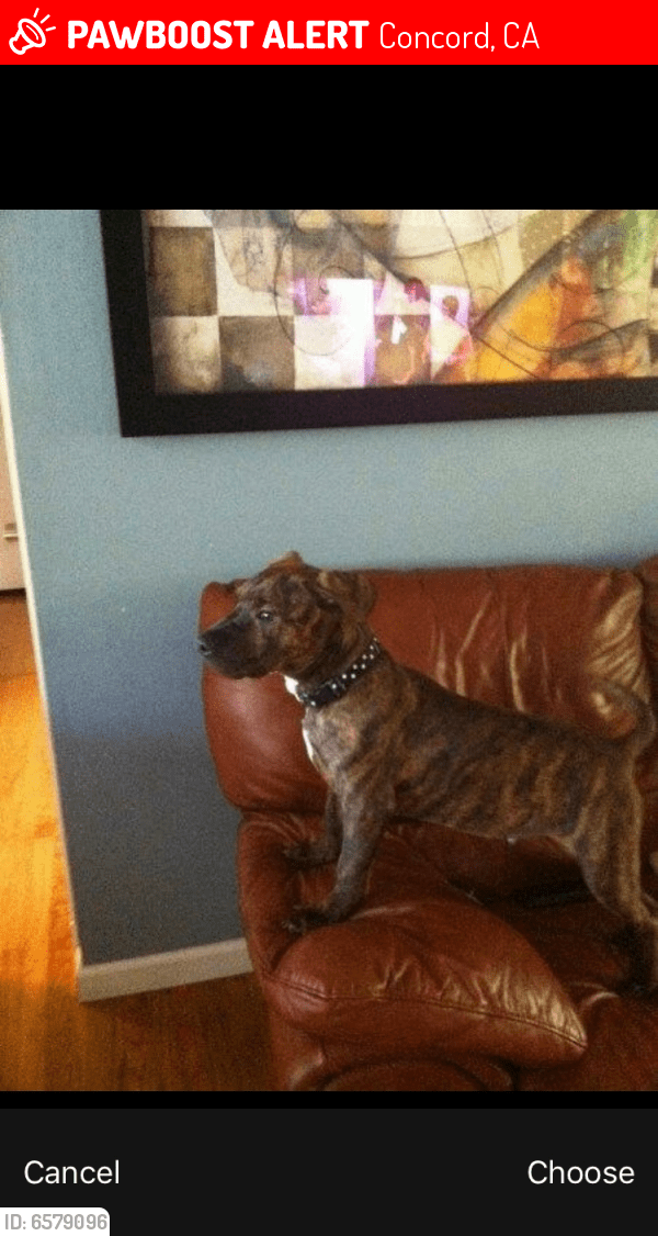 Lost Male Dog in Concord, CA 94518 Named Max (ID 6579096) PawBoost