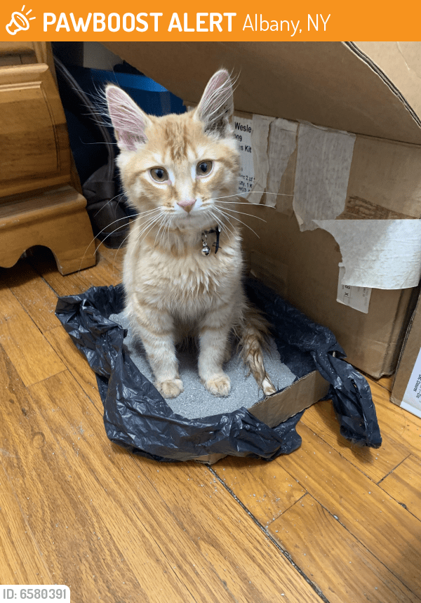 Rehomed Cat in Albany, NY 12203 (ID 6580391) PawBoost