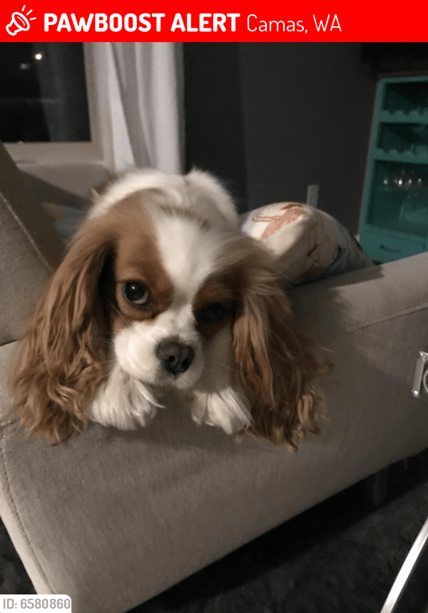 Lost Female Dog in Camas, WA 98607 Named Rosie (ID 6580860) PawBoost