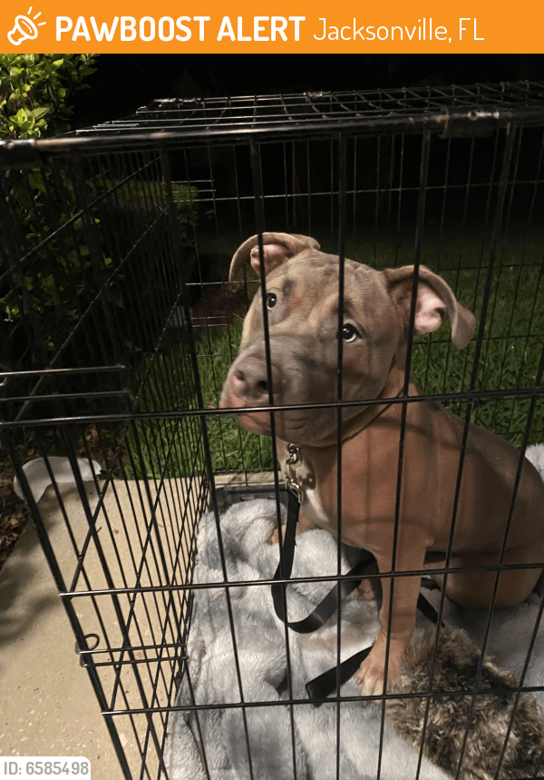 Surrendered Male Dog in Jacksonville, FL 32210 (ID 6585498) PawBoost