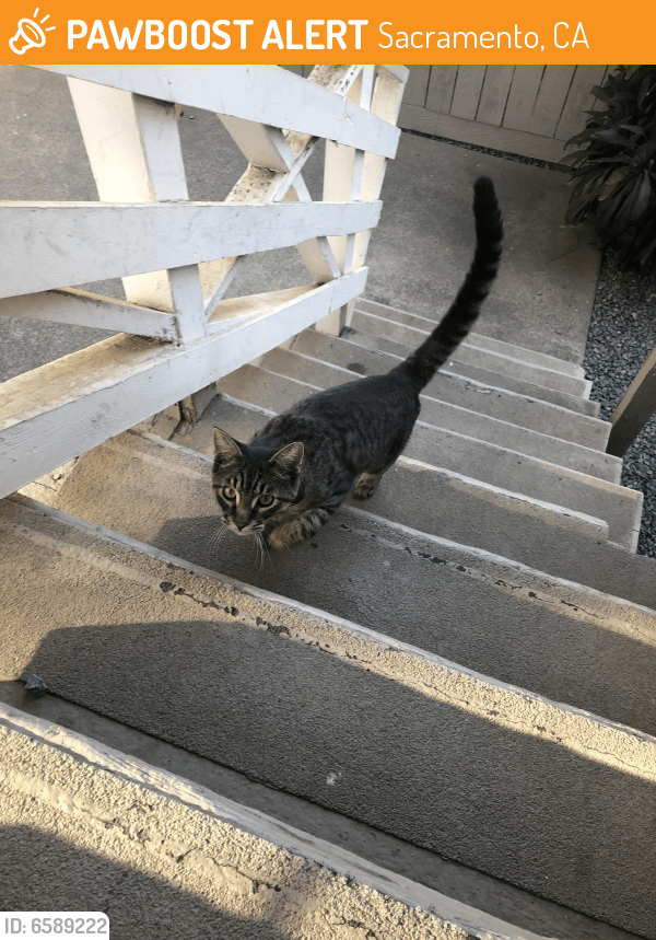 Found/Stray Cat in Sacramento, CA 95817 (ID 6589222) PawBoost