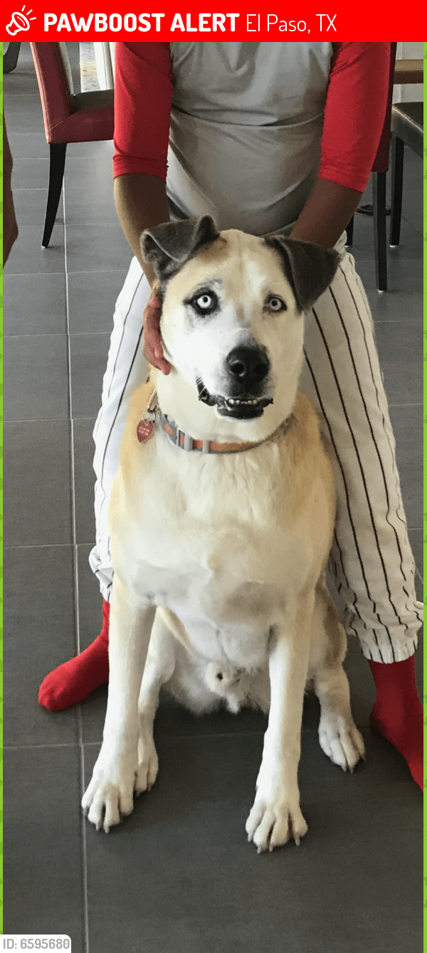 Lost Male Dog in El Paso, TX 79902 Named Tomas (ID