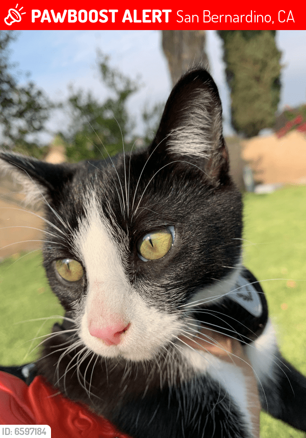 Lost Male Cat in San Bernardino, CA 92410 Named Kiggy (ID 6597184