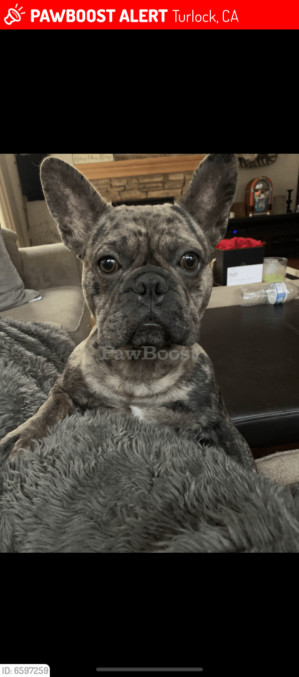 Lost Male Dog in Turlock, CA 95382 Named Riggs (ID