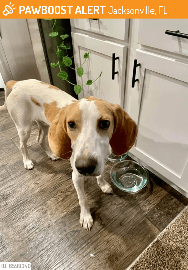 Found/Stray Male Dog in Jacksonville, FL 32226 (ID 6599340) PawBoost