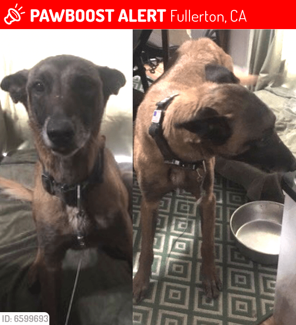 Lost Female Dog in Fullerton, CA 92801 Named Rayne (ID 6599693) PawBoost