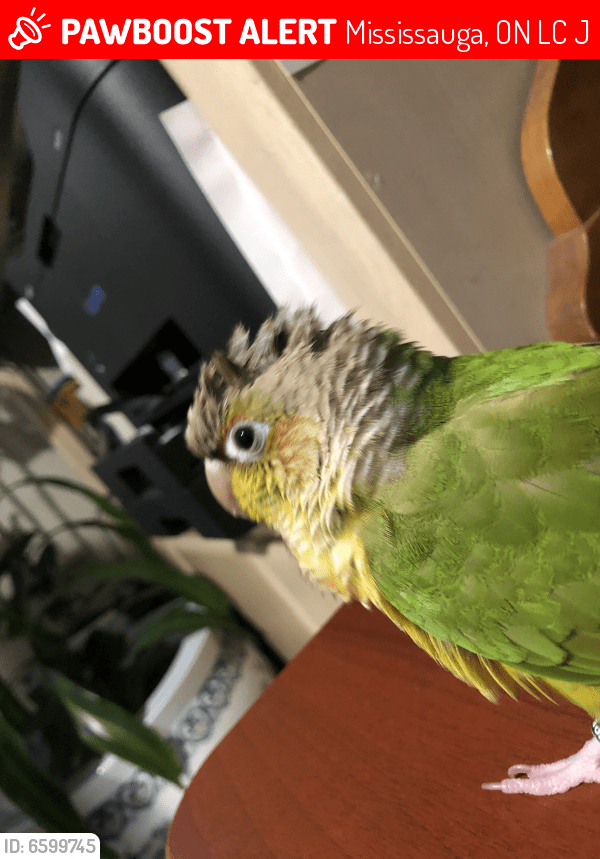 Lost Female Bird in Mississauga, ON L5C 3J1 Named Kiwi (ID 6599745