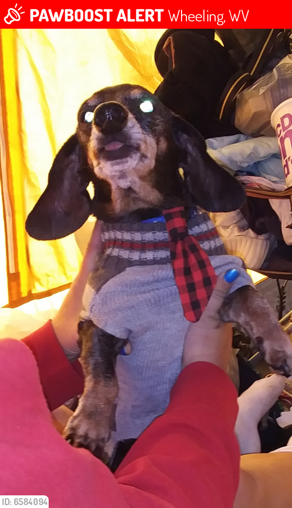 Lost Male Dog in Wheeling, WV 26003 Named Weenie (ID 6584094) PawBoost