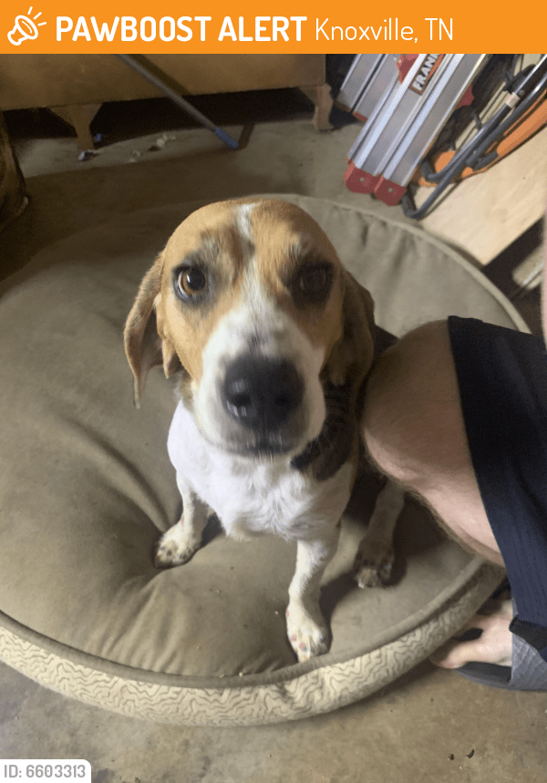 Found/Stray Dog in Knoxville, TN 37934 (ID 6603313) PawBoost