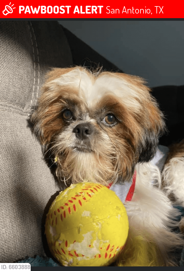 Lost Male Dog in San Antonio, TX 78216 Named Gus (ID 6603888) PawBoost