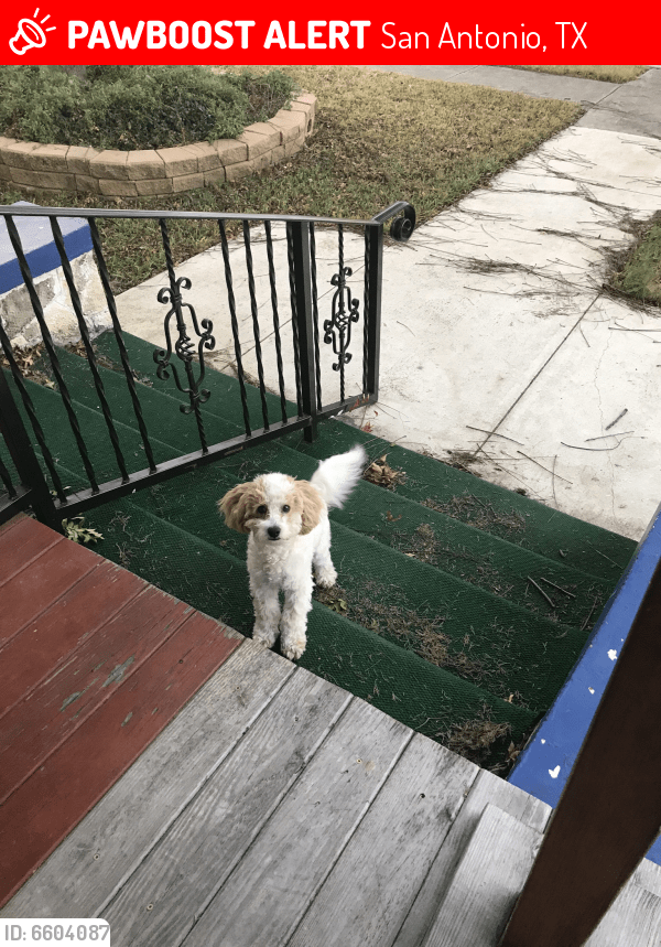 Lost Male Dog in San Antonio, TX 78207 Named Milo (ID 6604087) PawBoost