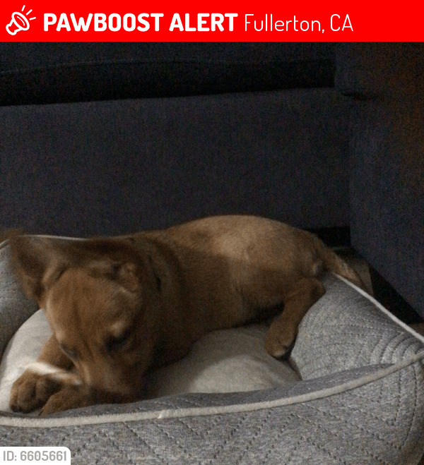 Lost Female Dog in Fullerton, CA 92833 Named Vibe (ID 6605661) PawBoost