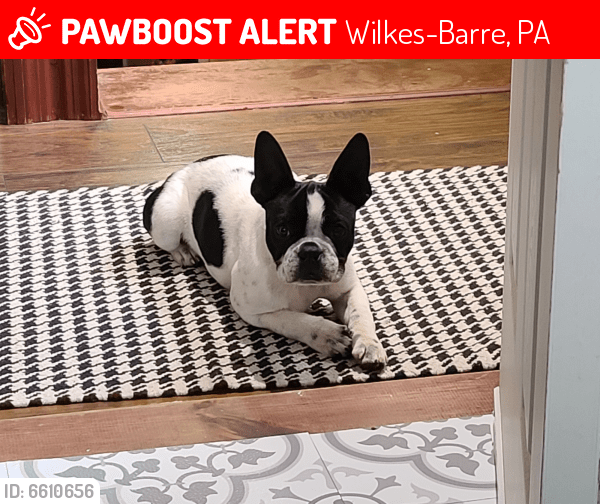 Lost Female Dog in WilkesBarre, PA 18702 Named Luna (ID 6610656