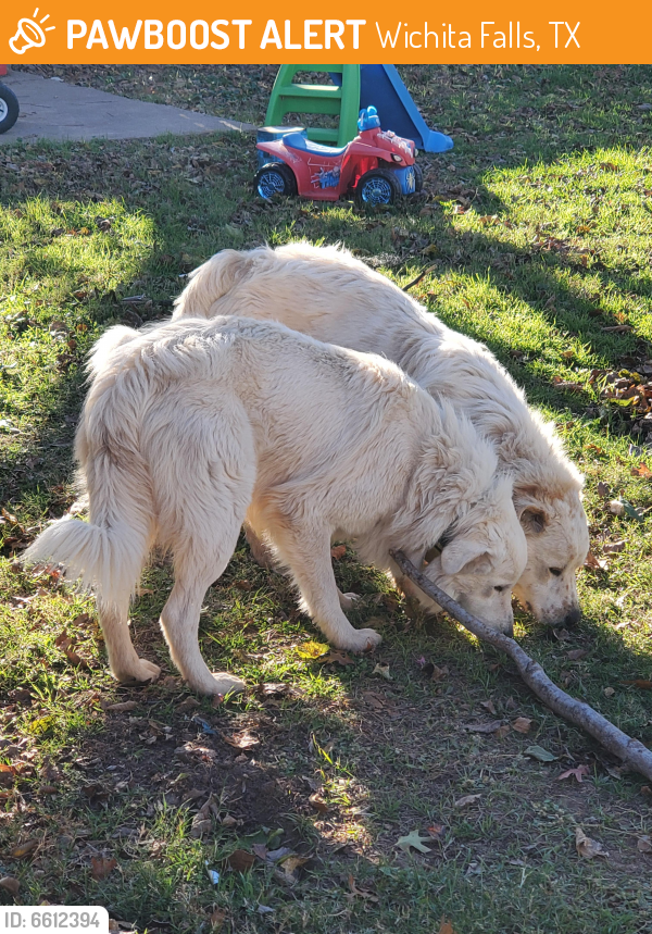 Found/Stray Male Dog in Wichita Falls, TX 76308 (ID 6612394) PawBoost