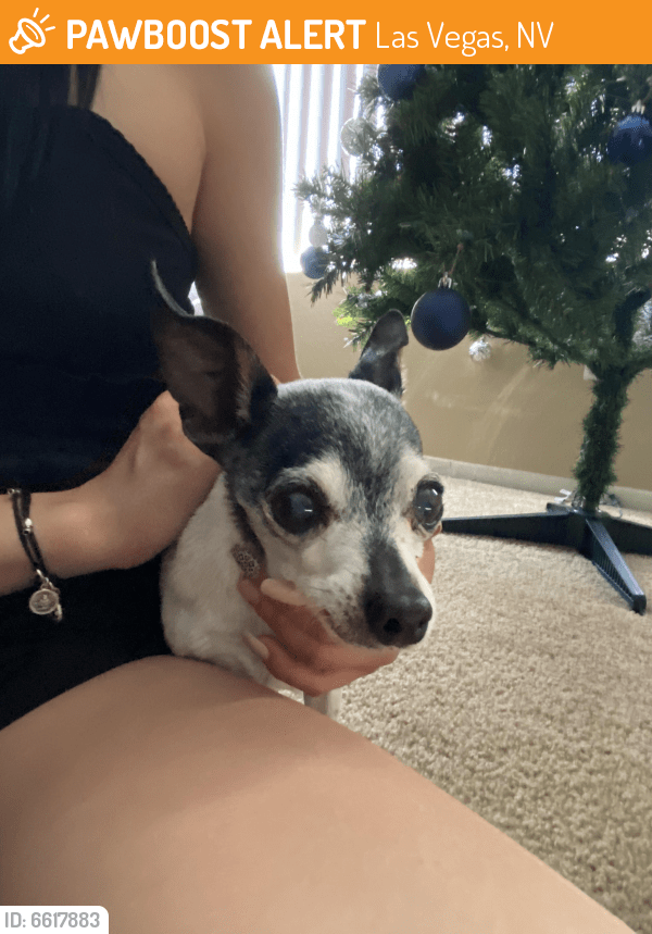 Found/Stray Female Dog in Las Vegas, NV 89110 (ID 6617883