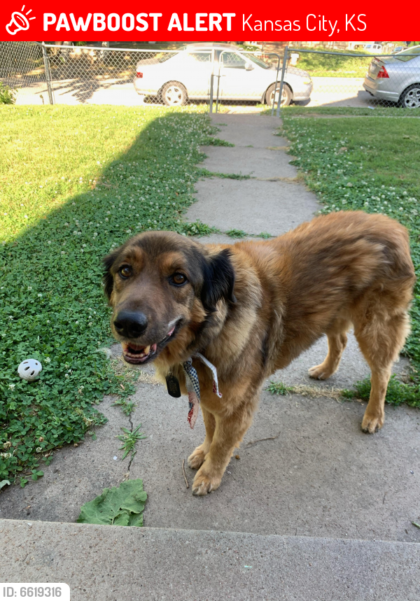 Lost Male Dog in Kansas City, KS 66102 Named smokey (ID 6619316