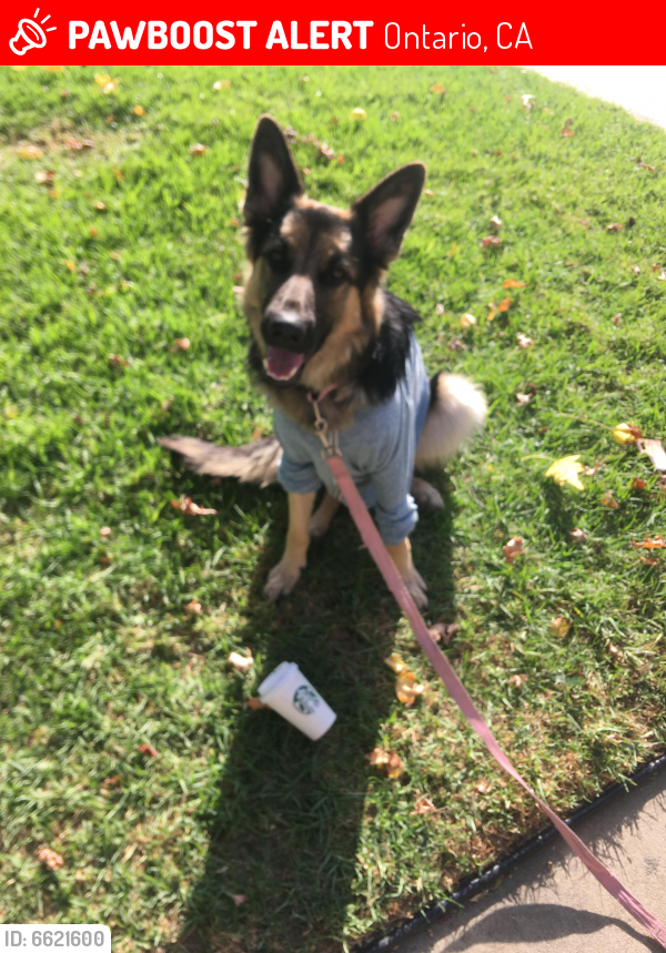 Lost Female Dog in Ontario, CA 91764 Named Bow (ID 6621600) PawBoost