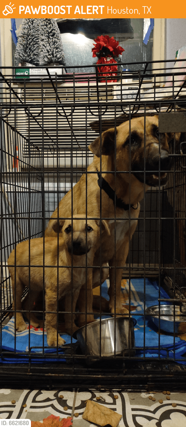 Found/Stray Female Dog in Houston, TX 77076 (ID 6621680