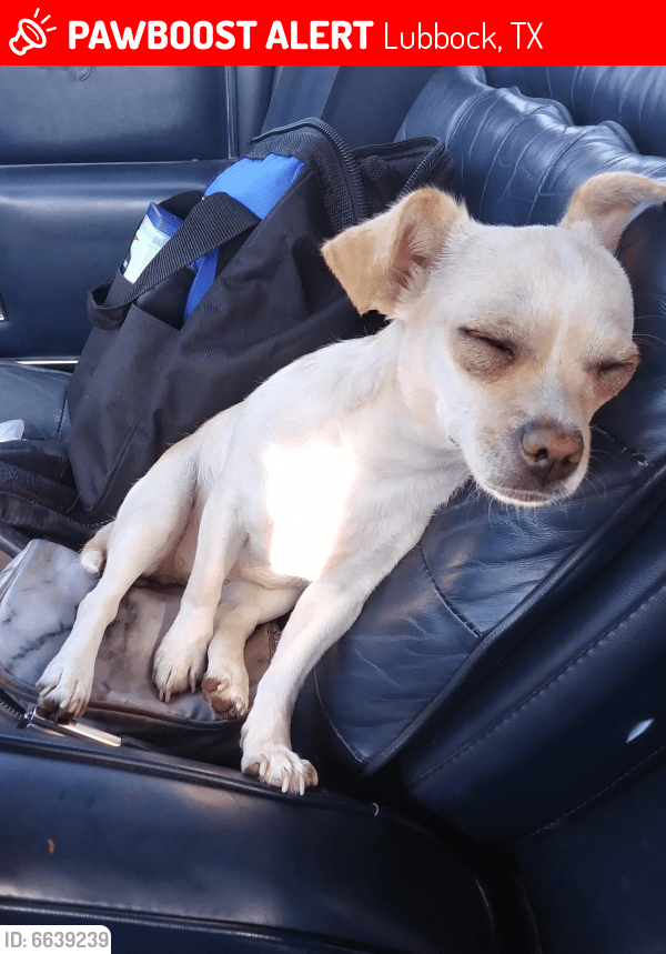 Lost Female Dog in Lubbock, TX 79413 Named Kilo (ID 6639239) PawBoost