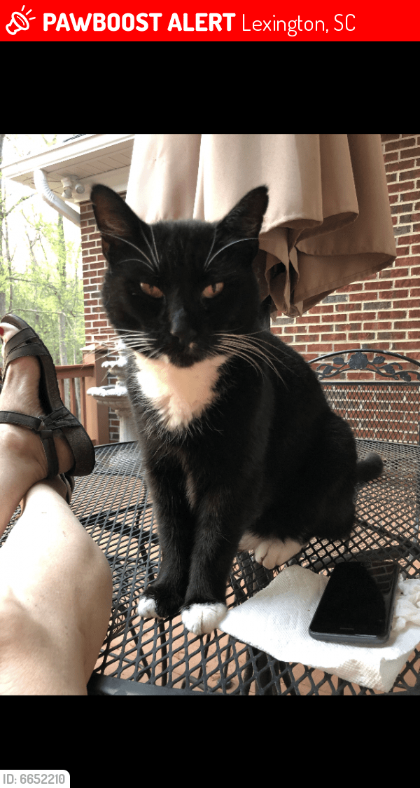 Lost Male Cat in Lexington, SC 29170 Named Kozmo (ID 6652210) PawBoost