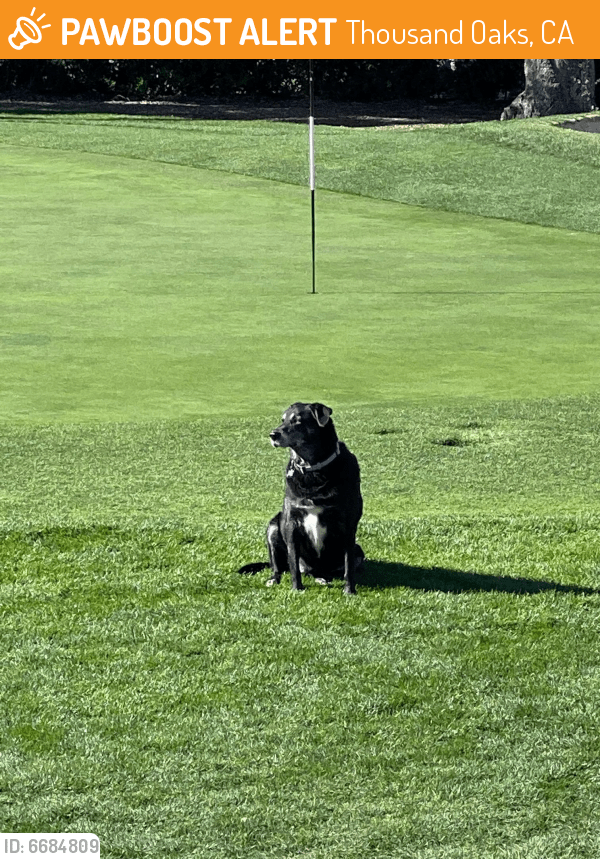 Found/Stray Dog in Thousand Oaks, CA 91362 (ID 6684809) PawBoost