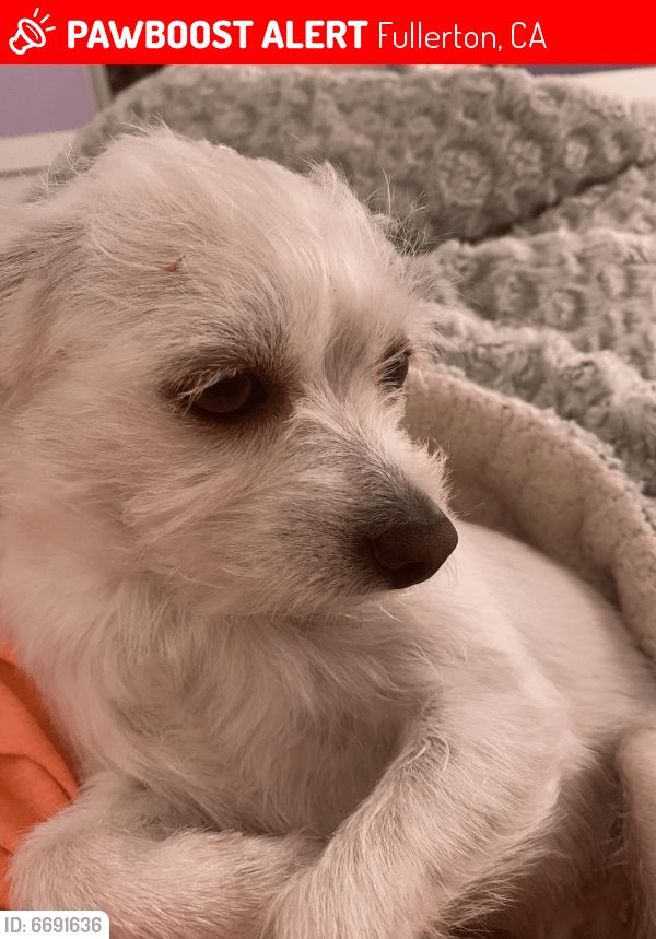 Lost Female Dog in Fullerton, CA 92833 Named Ellie (ID 6691636) PawBoost