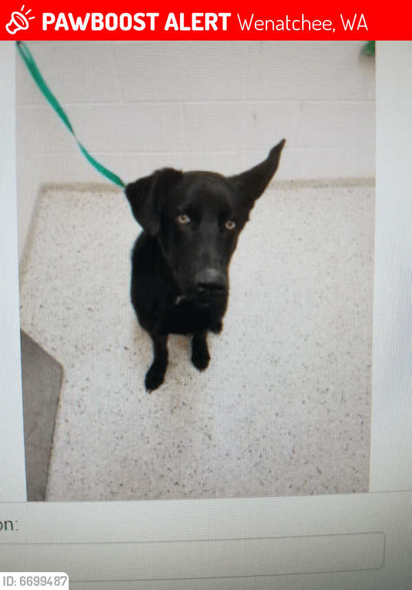 Lost Male Dog in Wenatchee, WA Named Midnight (ID 6699487) PawBoost