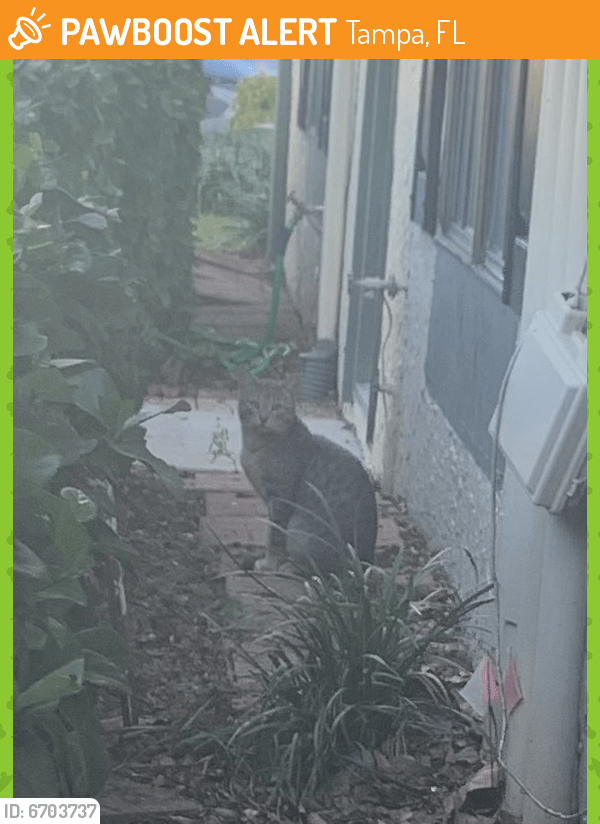 Found/Stray Cat in Tampa, FL 33618 (ID 6703737) PawBoost