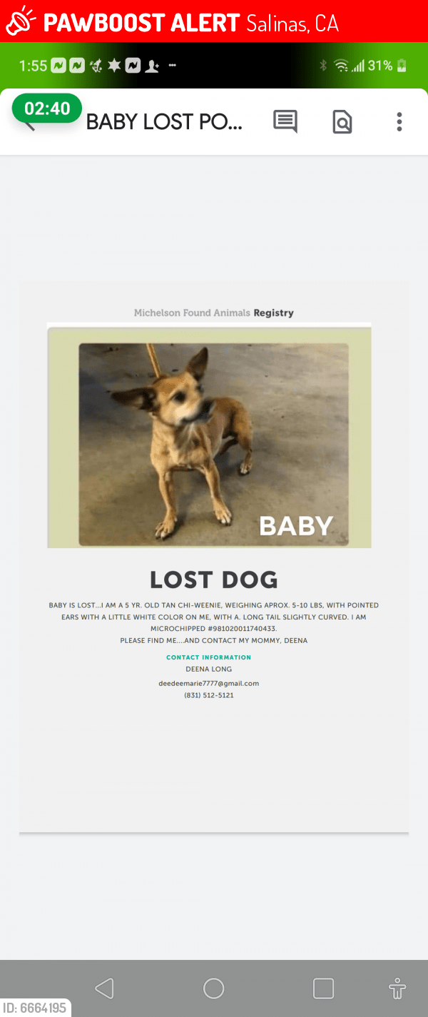 Lost Female Dog in Salinas, CA 93905 Named Baby (ID 6664195) PawBoost