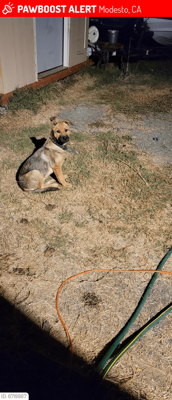 Lost Female Dog in Modesto, CA 95351 Named Martina (ID 6719907) PawBoost