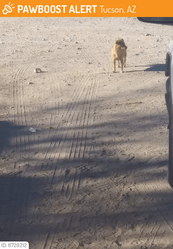 Found/Stray Dog in Tucson, AZ 85756 (ID 6720212) PawBoost