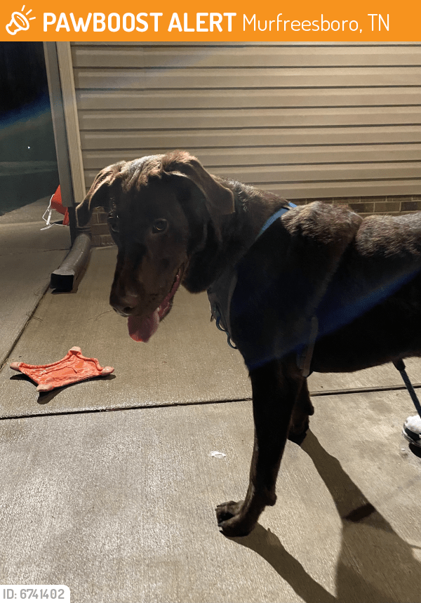 Surrendered Dog in Murfreesboro, TN 37128 (ID 6741402) PawBoost