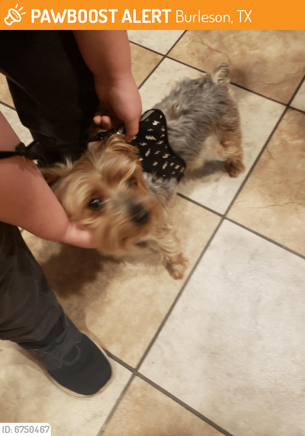 Found/Stray Male Dog in Burleson, TX 76028 (ID 6750467) PawBoost