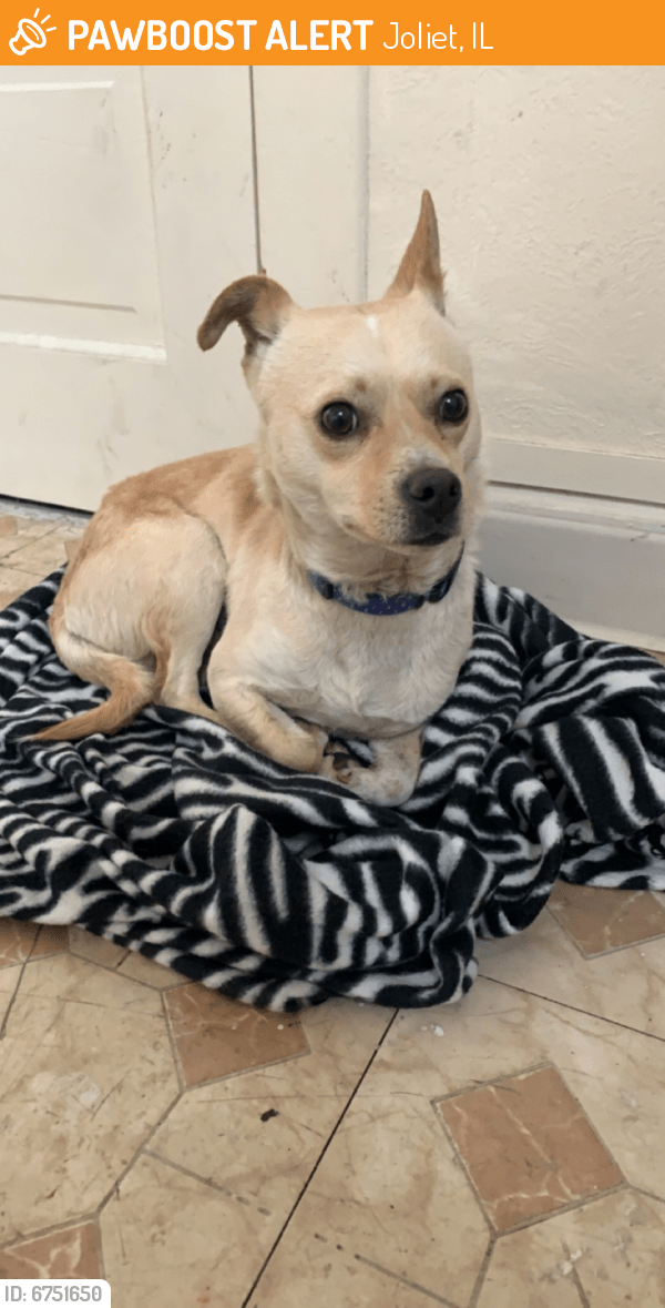 Found/Stray Male Dog in Joliet, IL 60435 (ID 6751650