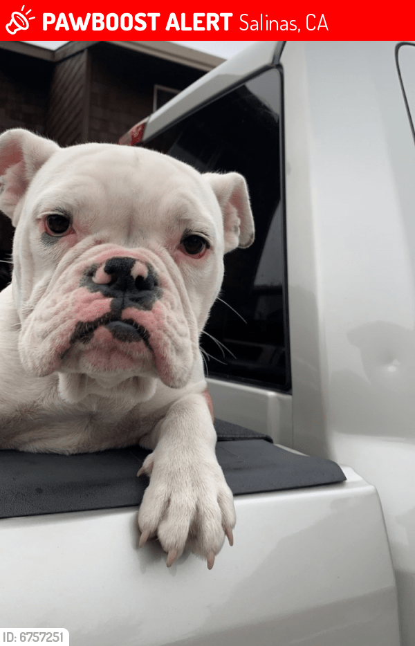 Lost Female Dog in Salinas, CA 93905 Named Dior (ID 6757251) PawBoost