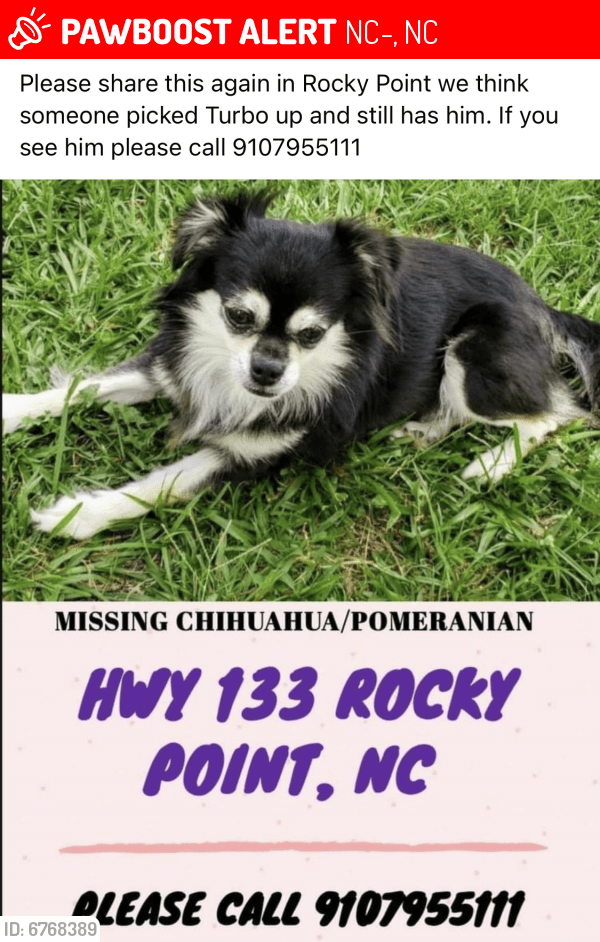 Lost Male Dog in NC133, NC 28412 Named Turbo (ID 6768389) PawBoost