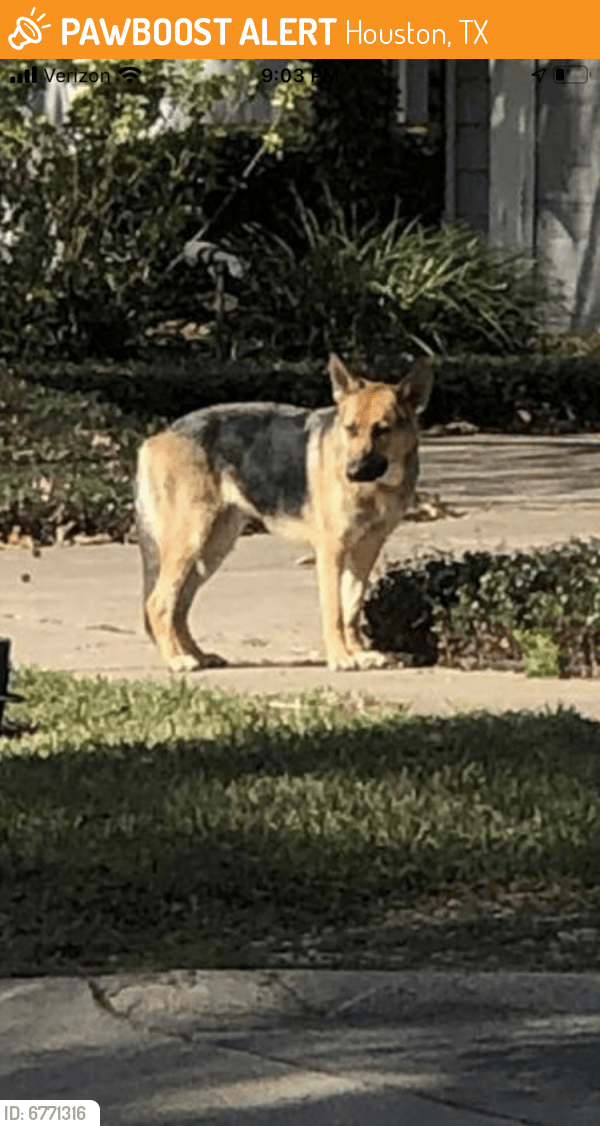 Found/Stray Dog in Houston, TX 77081 (ID 6771316) PawBoost