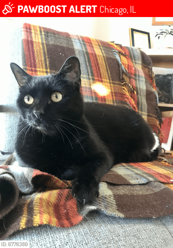 Lost Male Cat in Chicago, IL 60634 Named Fitz (ID 6776380) PawBoost