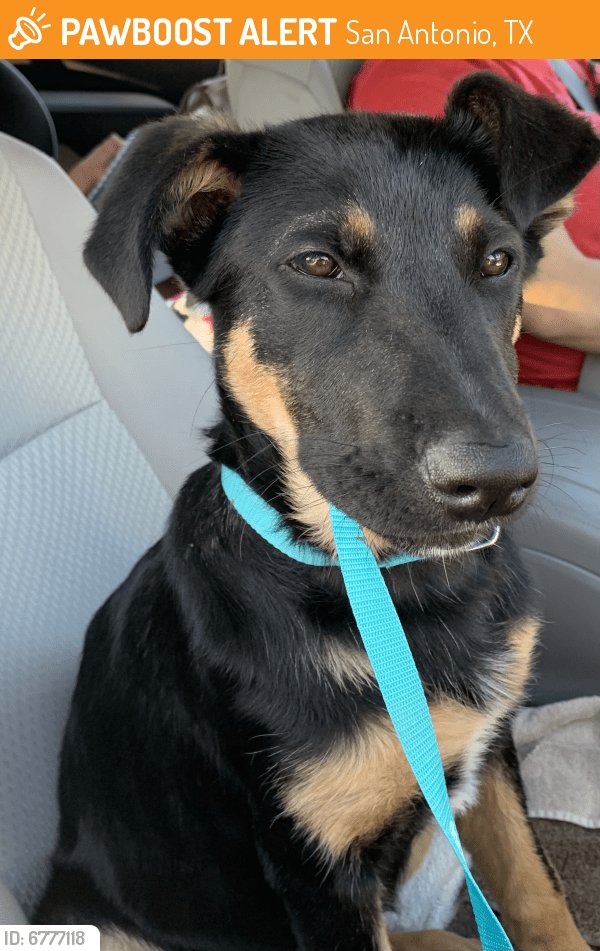 Found/Stray Female Dog in San Antonio, TX 78210 (ID 6777118) PawBoost