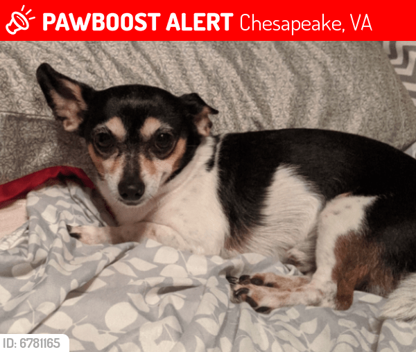 Lost Male Dog in Chesapeake, VA 23325 Named Sammy (ID 6781165) PawBoost