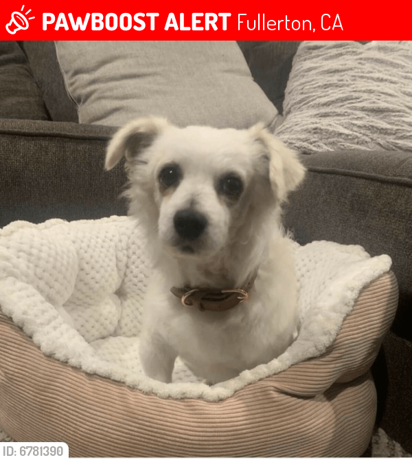 Lost Male Dog in Fullerton, CA 92833 Named Oliver (ID 6781390) PawBoost