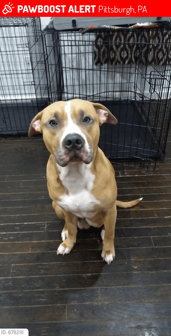 Lost Male Dog in Pittsburgh, PA 15203 Named Storm (ID 6782111) PawBoost