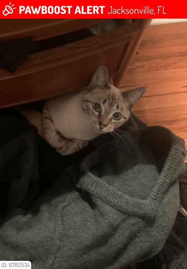 Lost Female Cat in Jacksonville, FL 32205 Named Kiki (ID 6782534