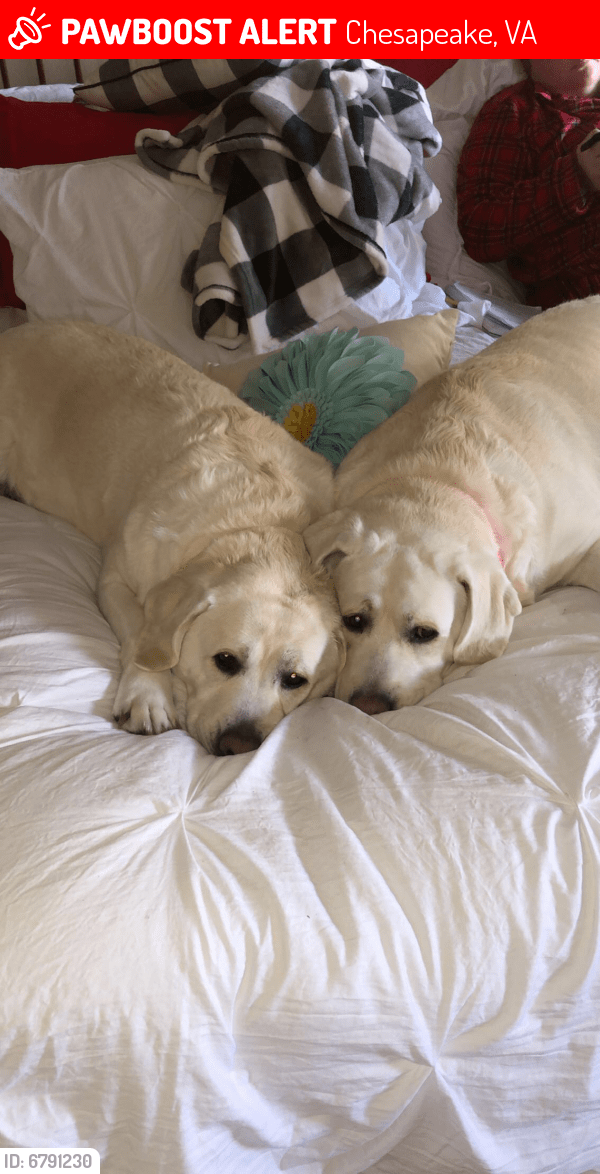 Lost Female Dog in Chesapeake, VA 23322 Named Sunshine/sailor (ID 6791230) PawBoost