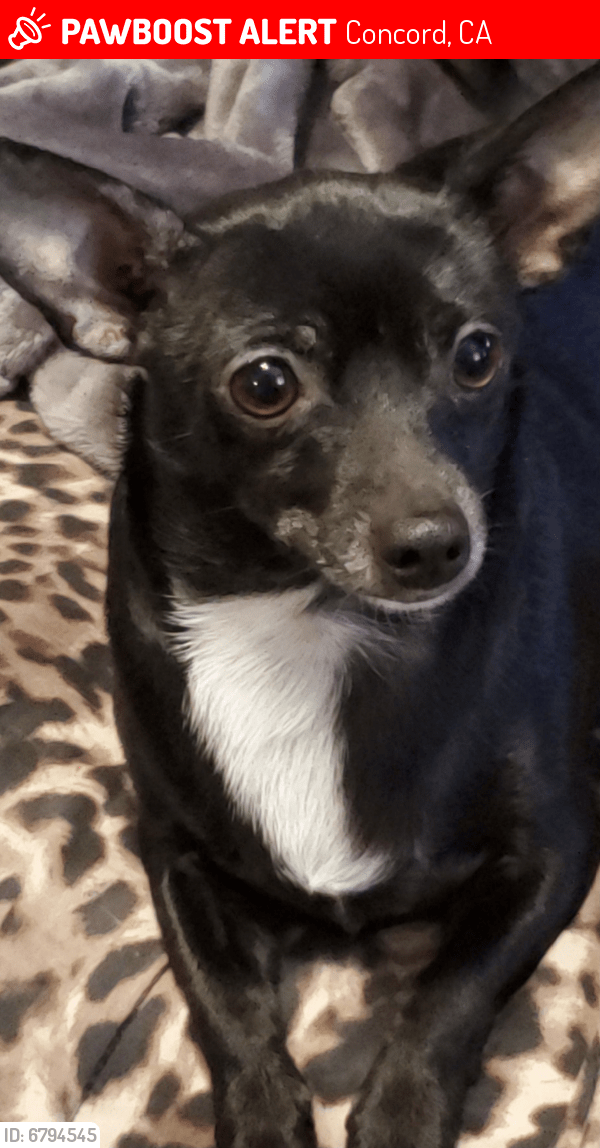 Lost Male Dog in Concord, CA 94520 Named Nacho (ID 6794545) PawBoost