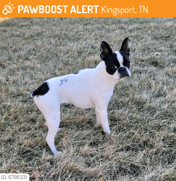 Rehomed Female Dog in Kingsport, TN 37664 (ID 6796331) PawBoost