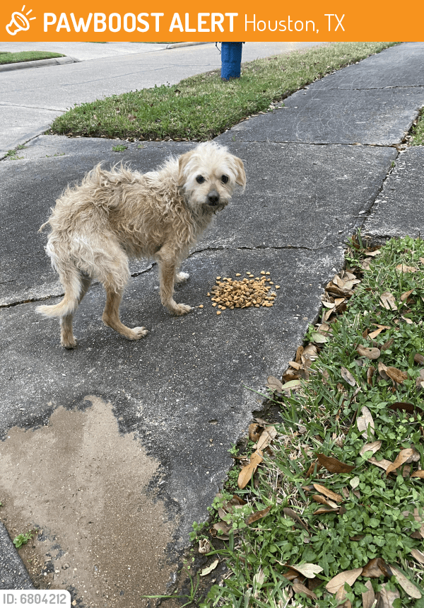 Found/Stray Dog in Houston, TX 77035 (ID 6804212) PawBoost